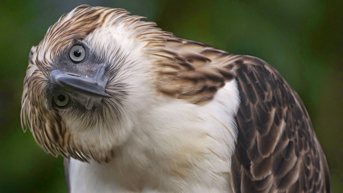 Орёл обезьяноед птица