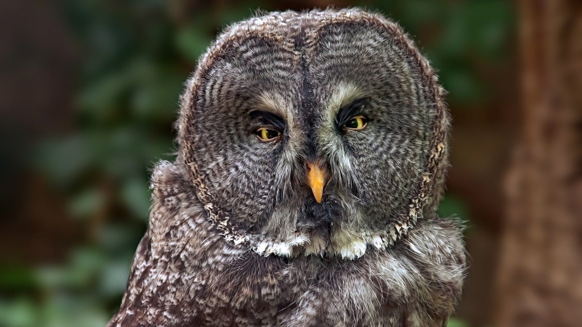 Птица похожая на сову