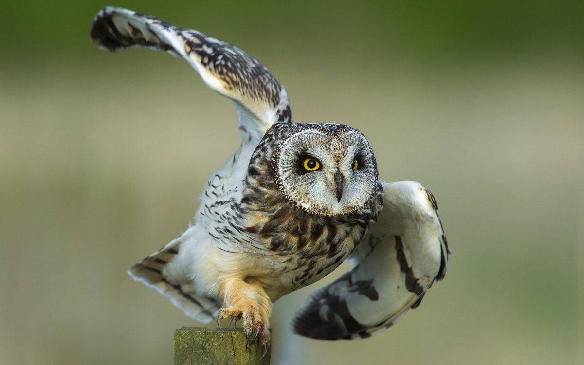 Совиные Совы