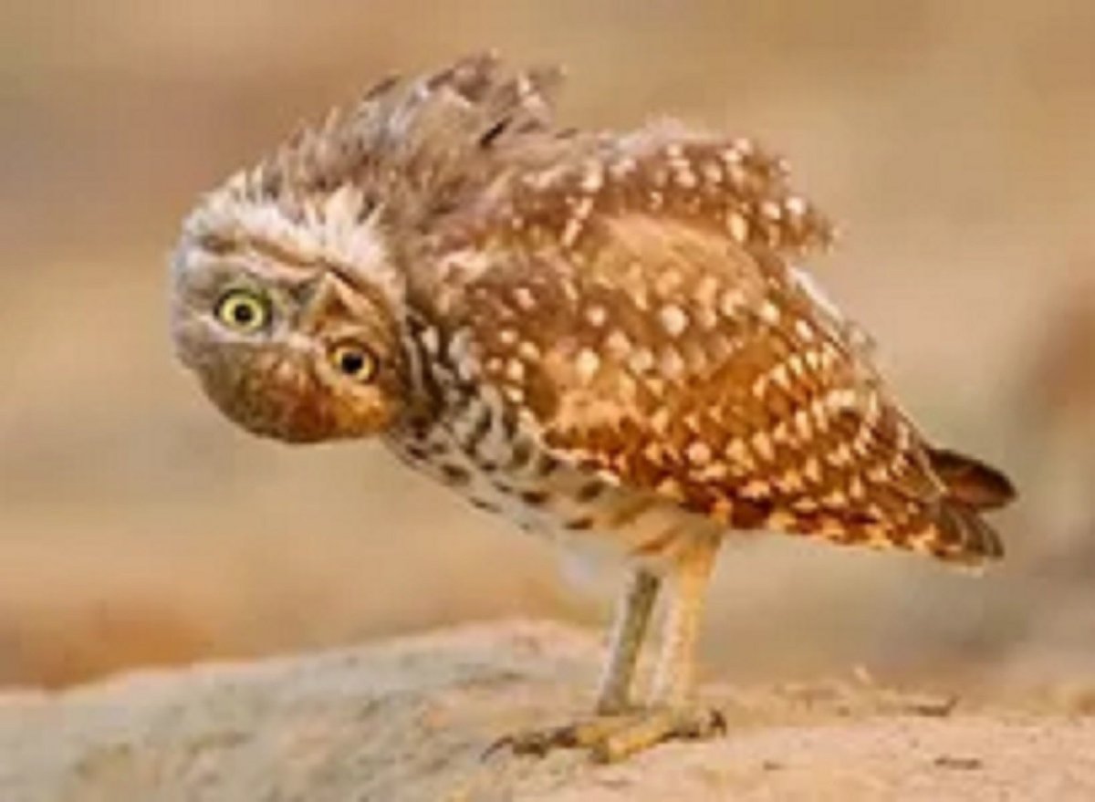 Сова наклонила голову