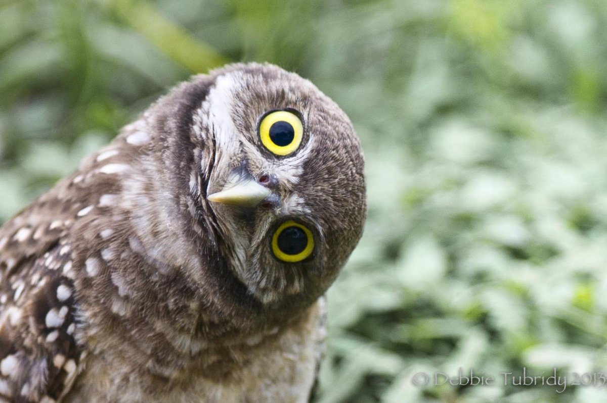 Сова Капуша