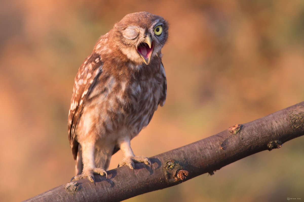 Сова наклонила голову