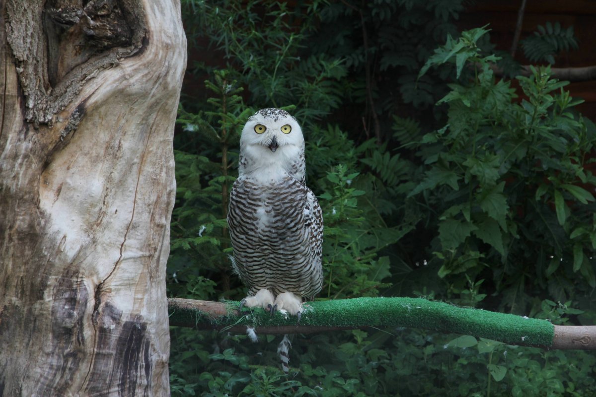 Совы Полярные