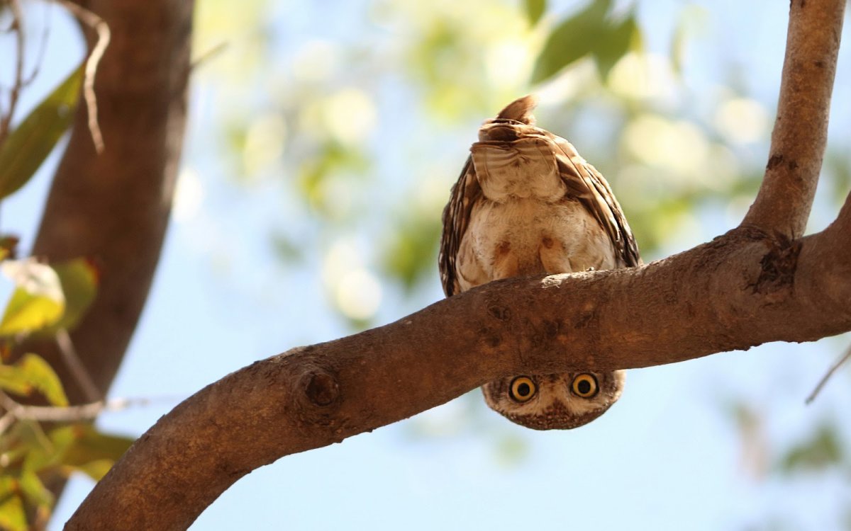 Смешные птички