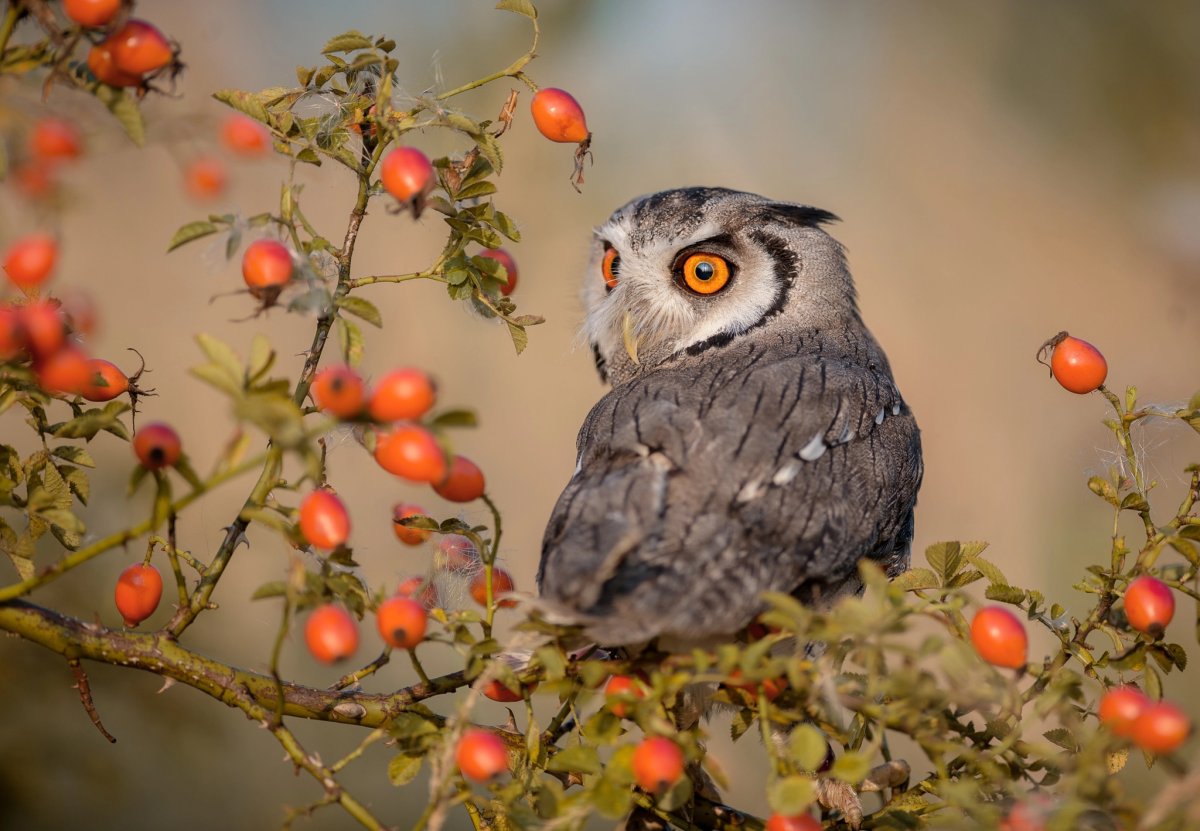 Сова сидит на ветке