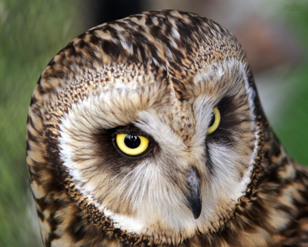 Морда Филина