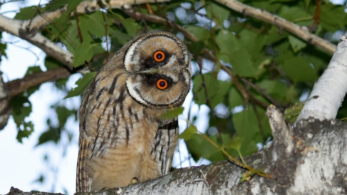 Хищные птицы Ивановской области фото