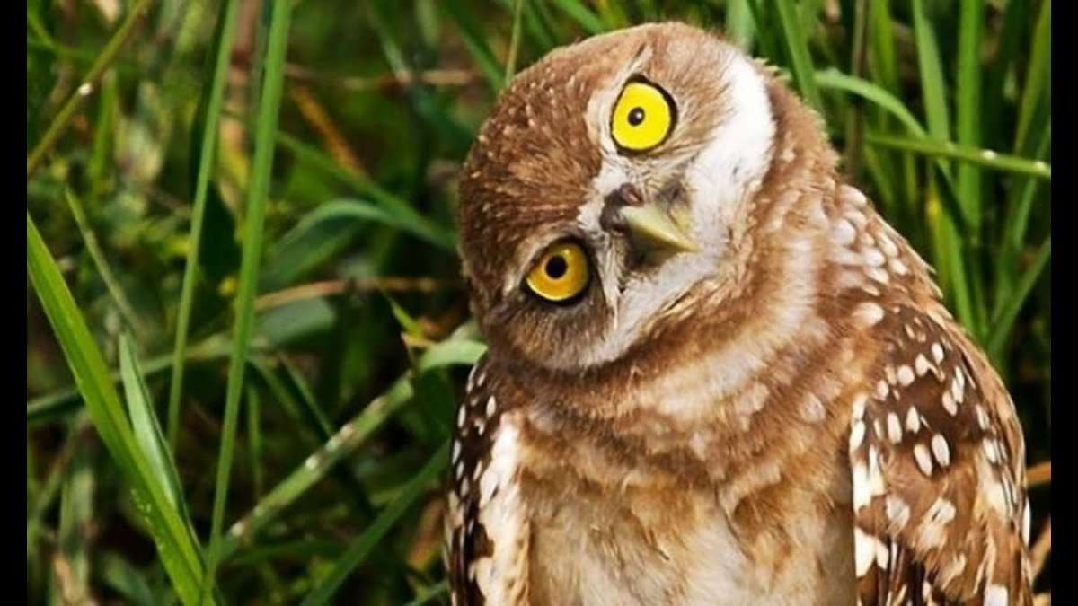 Птица с повернутой головой