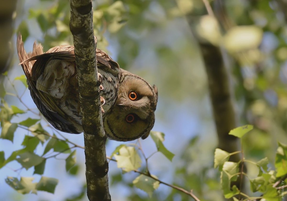 Сова вниз головой