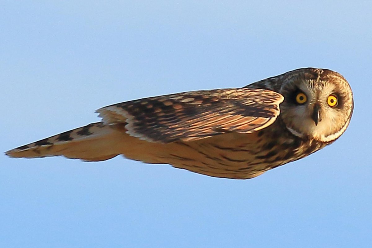 Смешные Совы