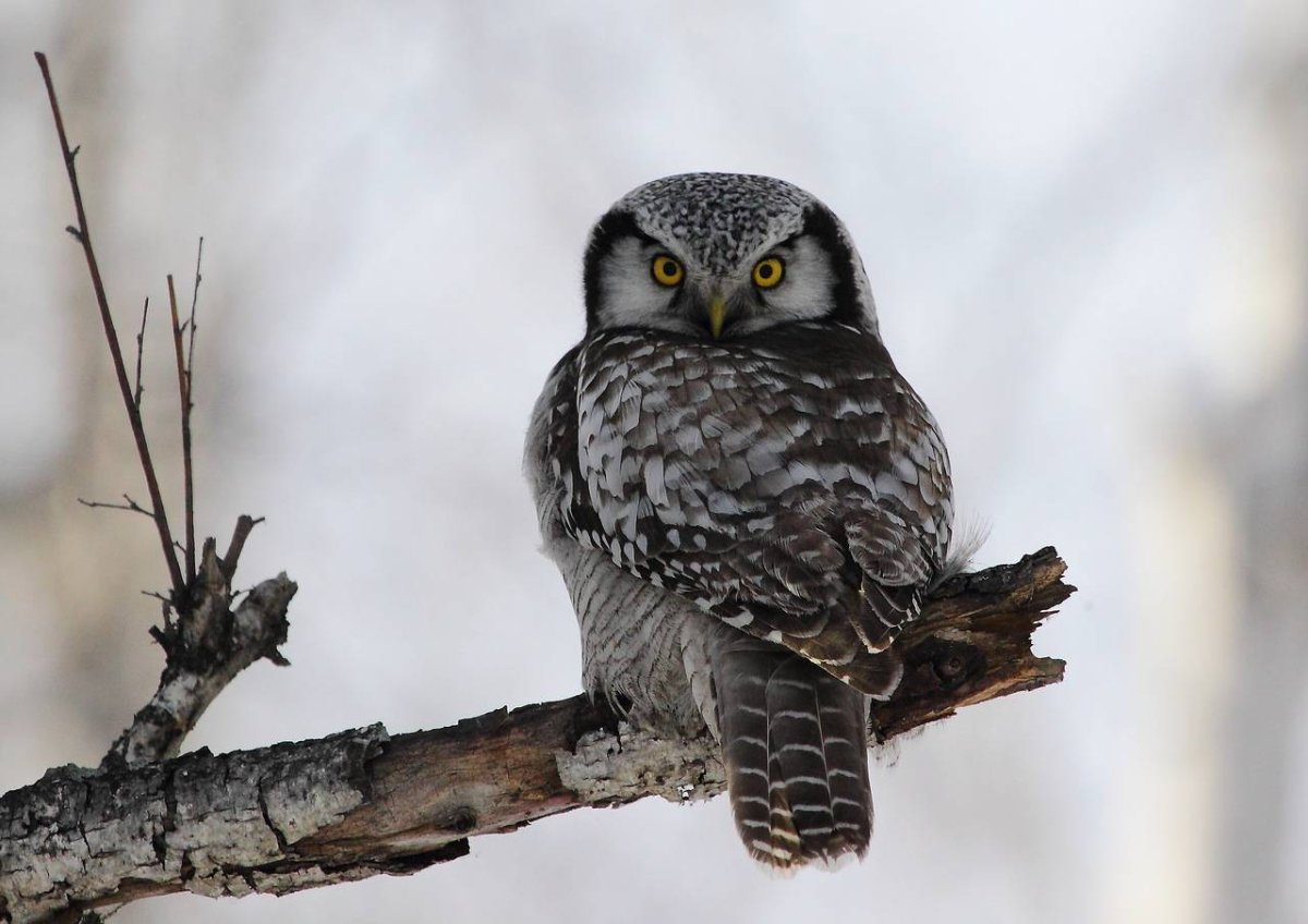 Птица Ястребиная Сова