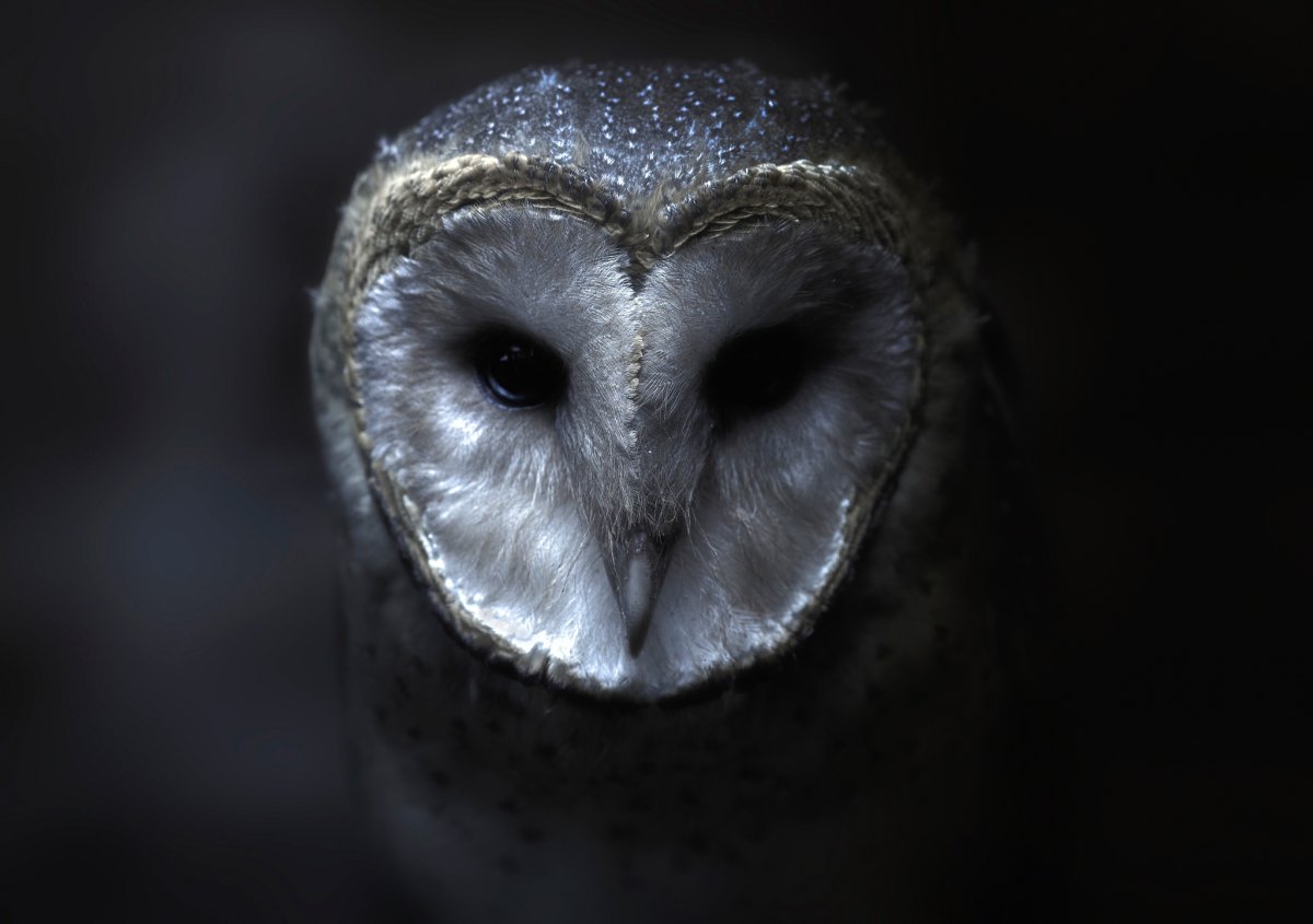 Сова сипуха черная
