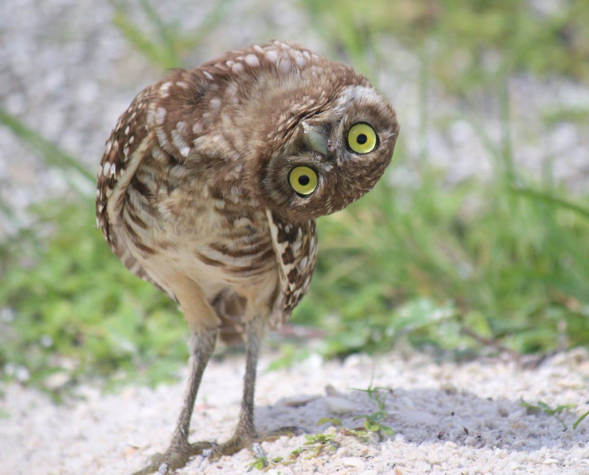 Сова поворачивает голову
