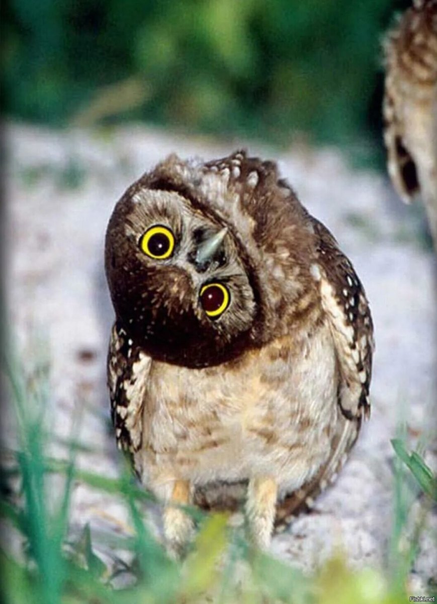 Смешные Совы