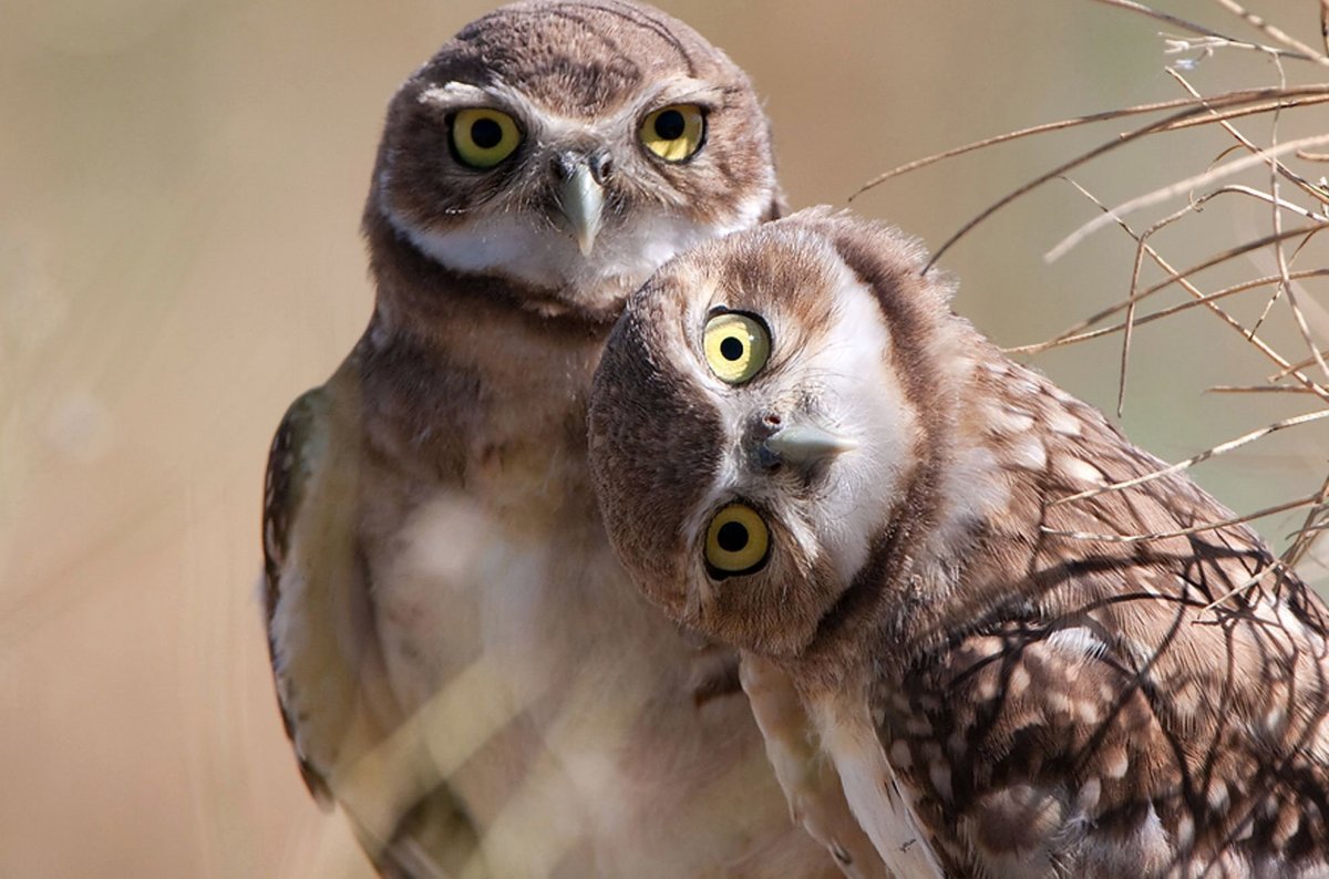 Посмотри... Животные