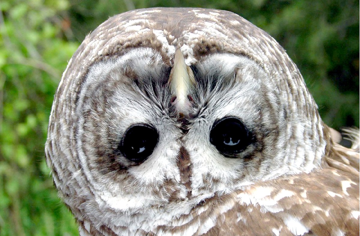 Сова поворот головы