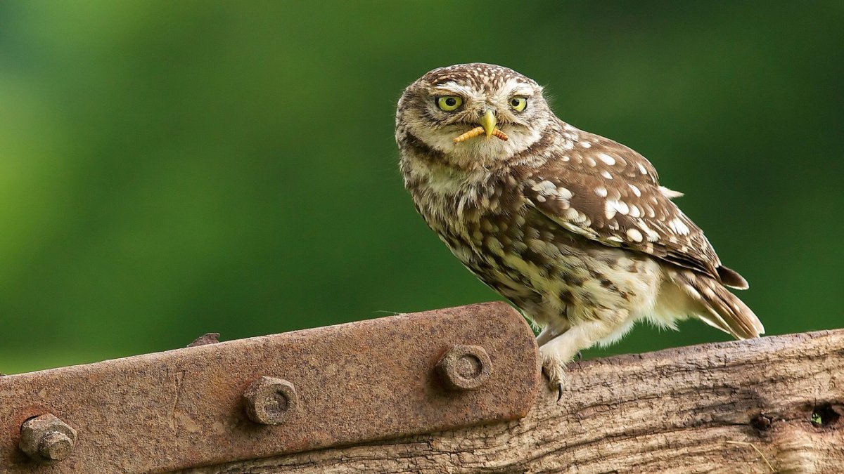 Карликовая Сова