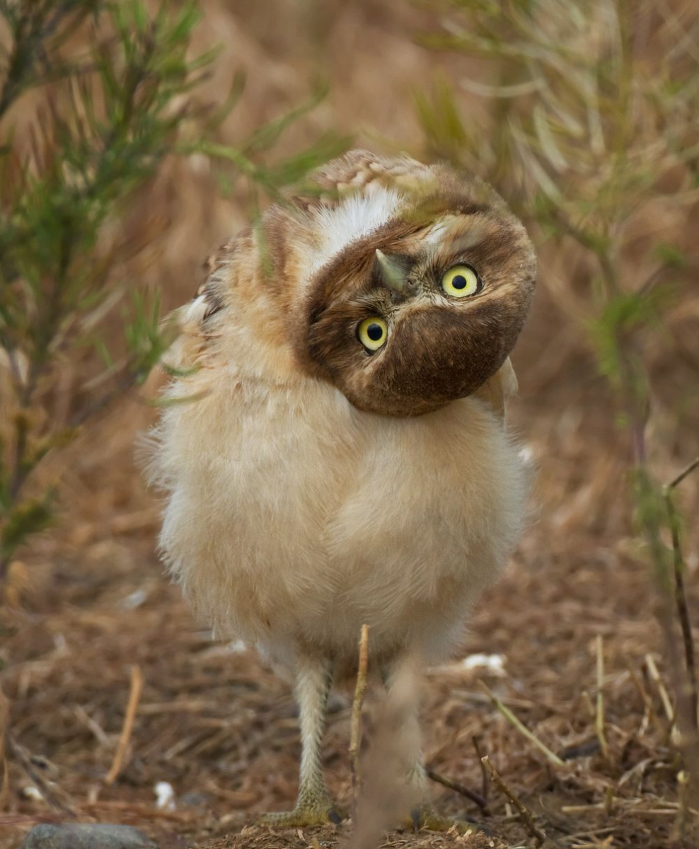 Сова с перевернутой головой