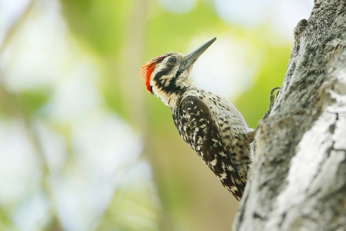 Дятел долбонос