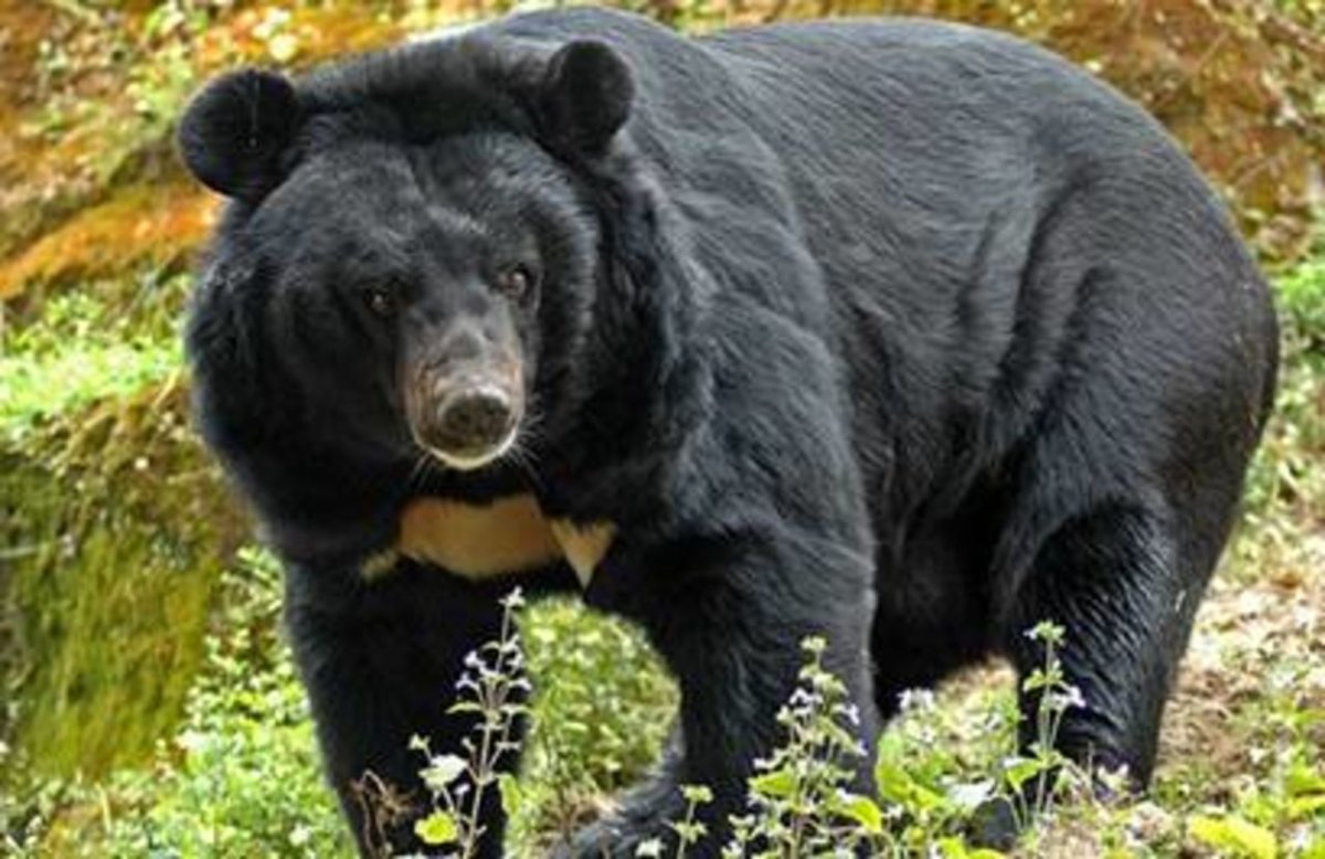 Гималайский медвежонок. Гималайский белогрудый медведь. Гималайский медведь в Сихотэ-Алинь. Уссурийский Гималайский медведь. Белогрудый медведь Сихотэ Алинь.
