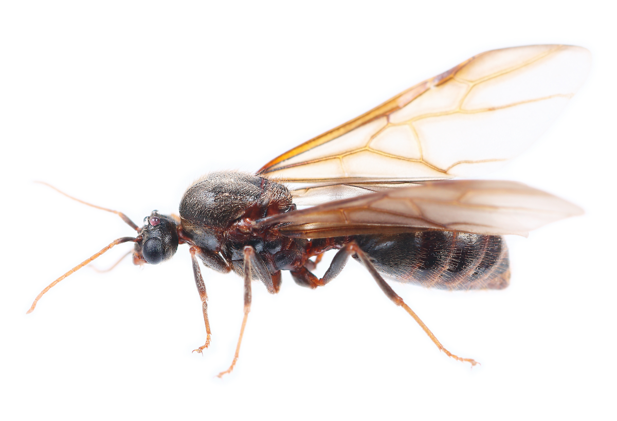 Матка муравья с крыльями