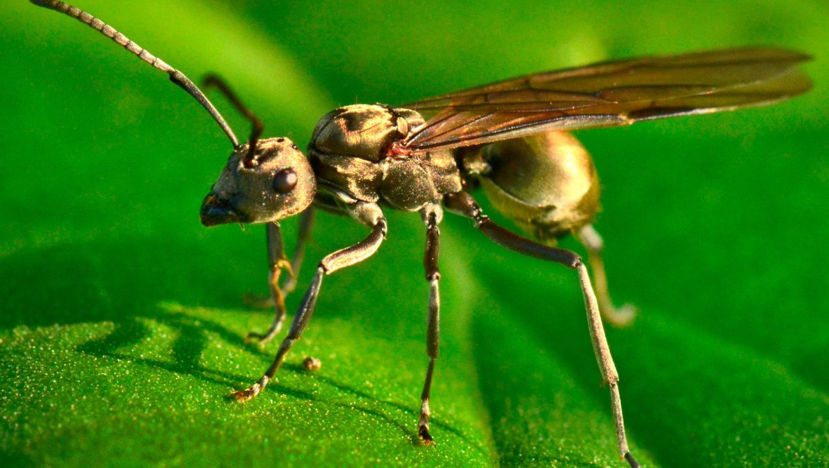 Летающие муравьи