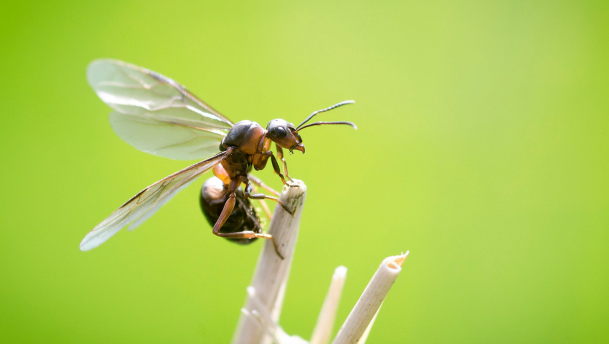 Муравьи с крыльями