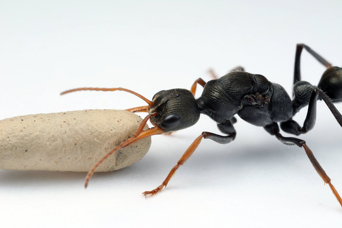 Австралийский муравей бульдог Myrmecia pyriformis