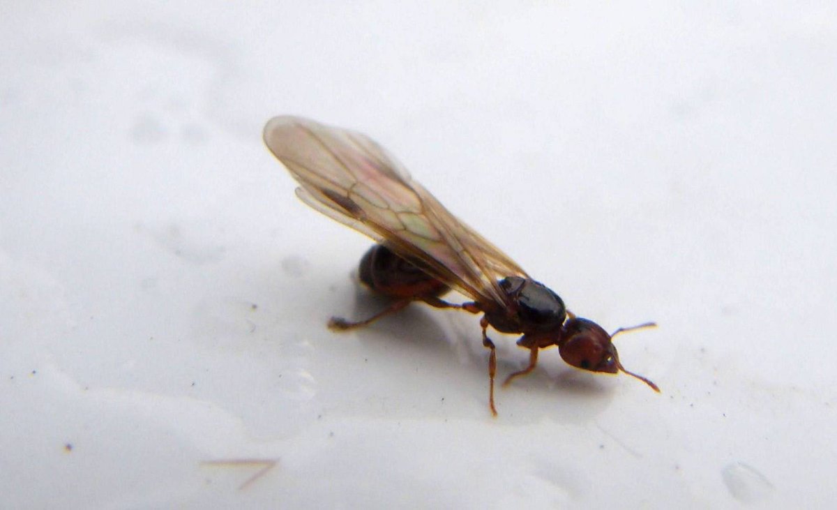 Муравьи термиты с крыльями