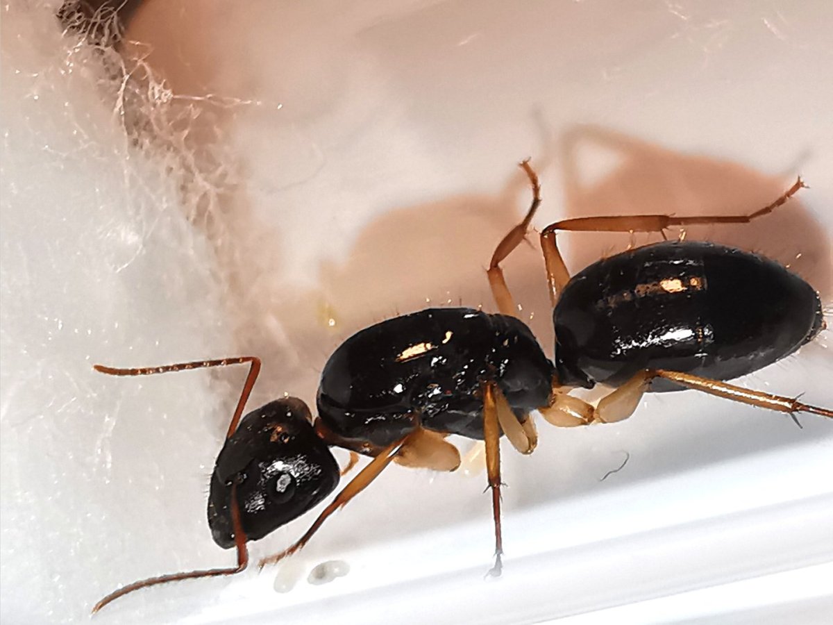 Кампонотус ларгицепс