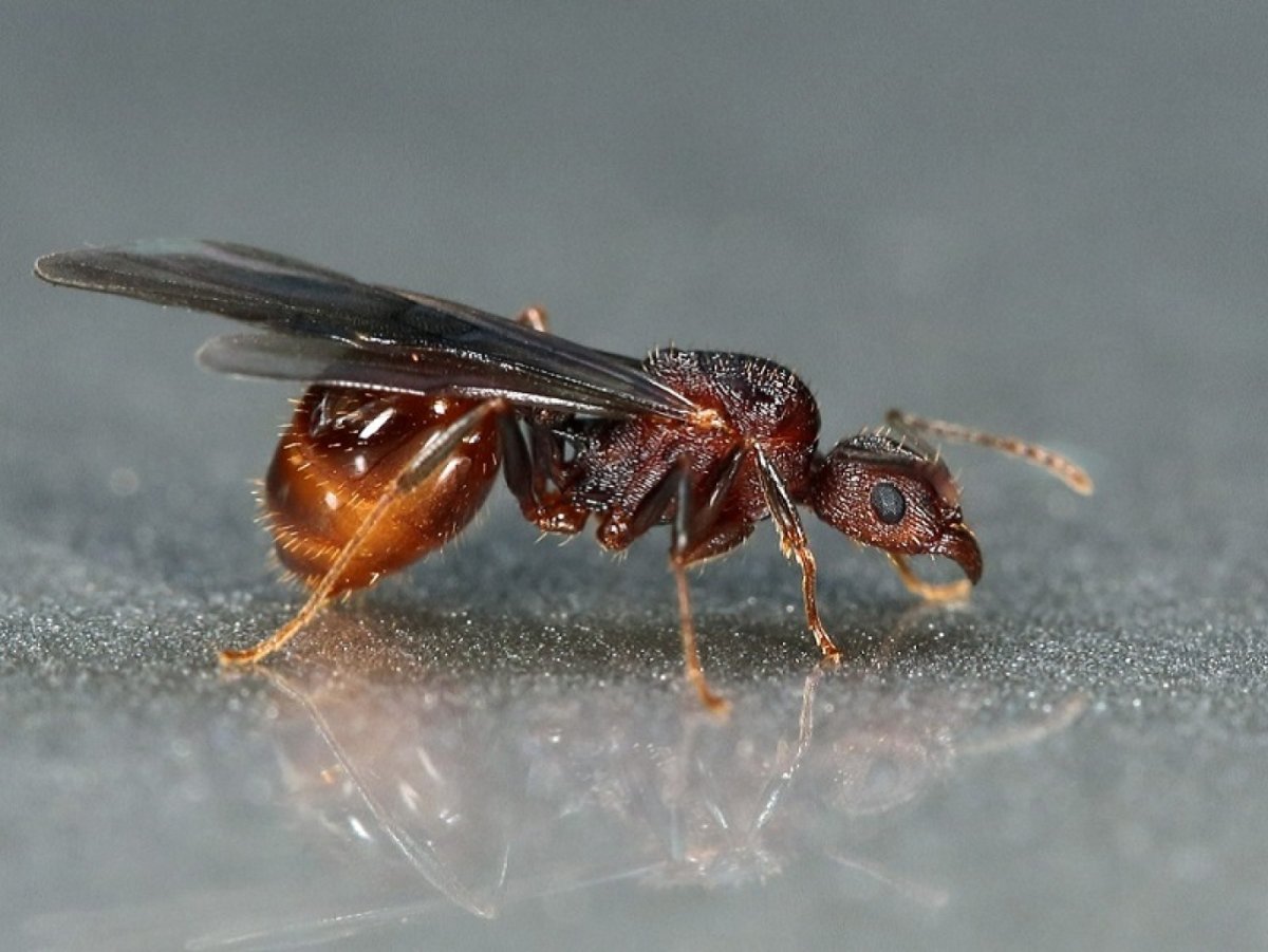 Рой летающих муравьев