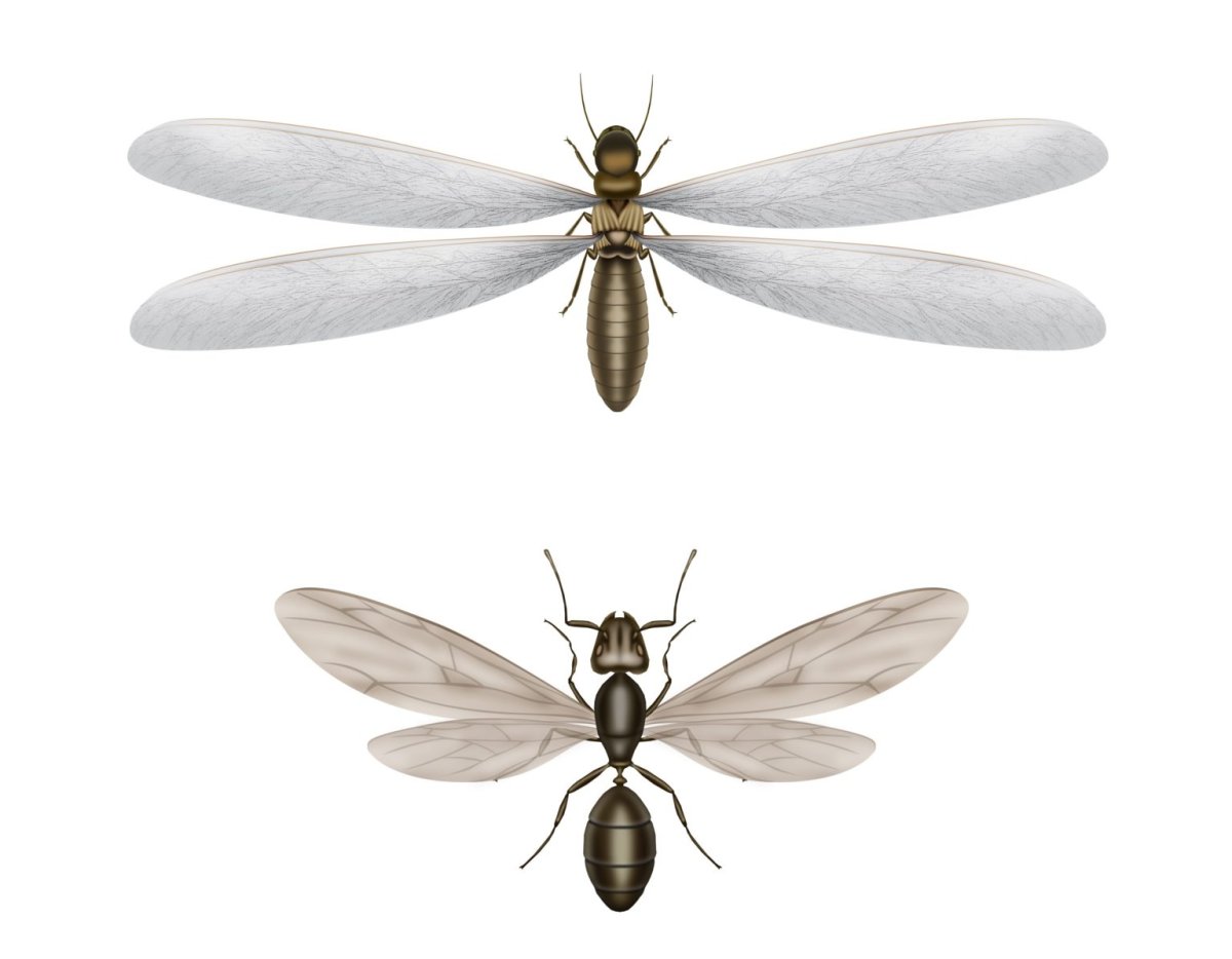 Термиты летают