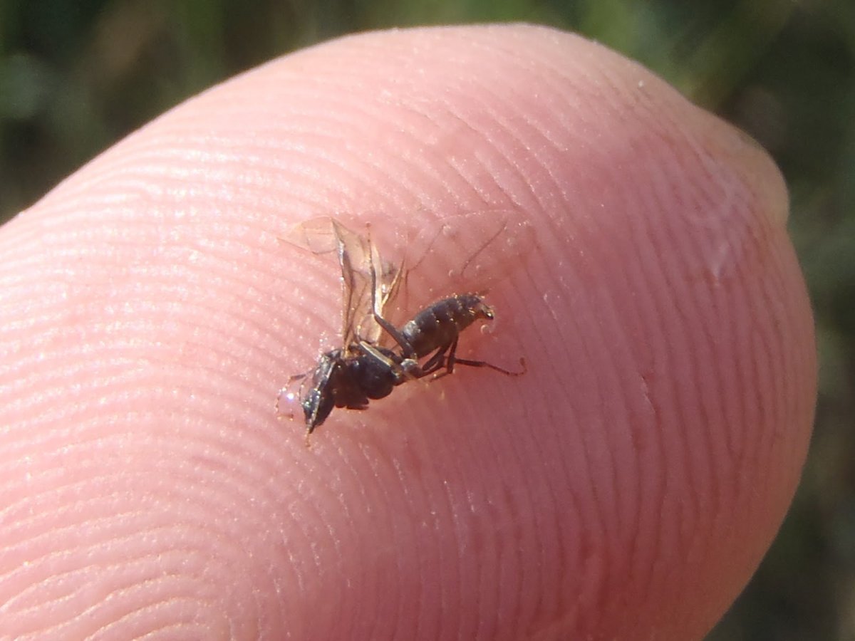 Летающие муравьи