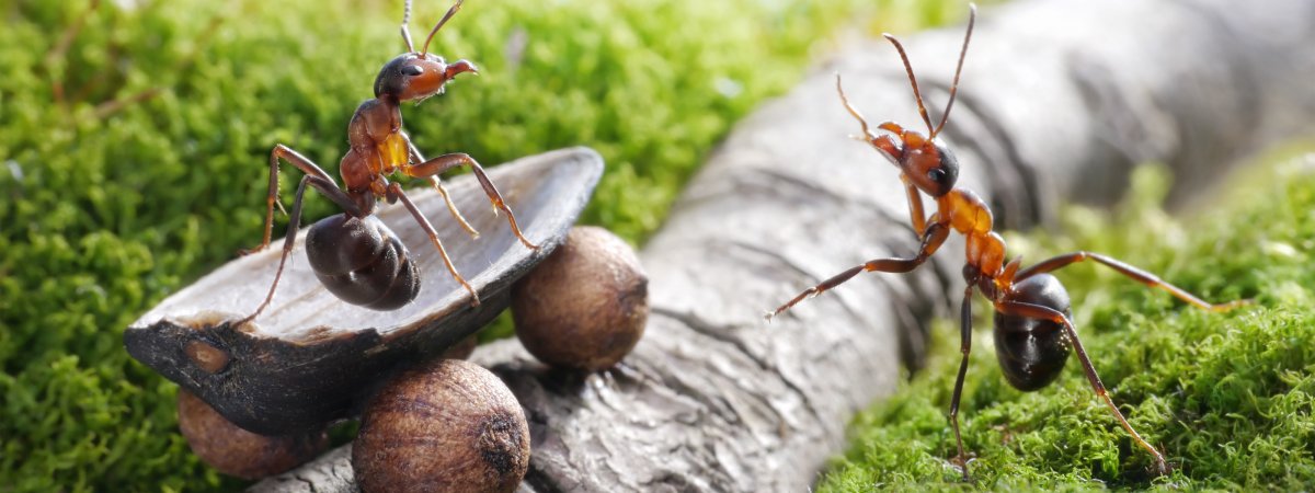 Самые маленькие муравьи