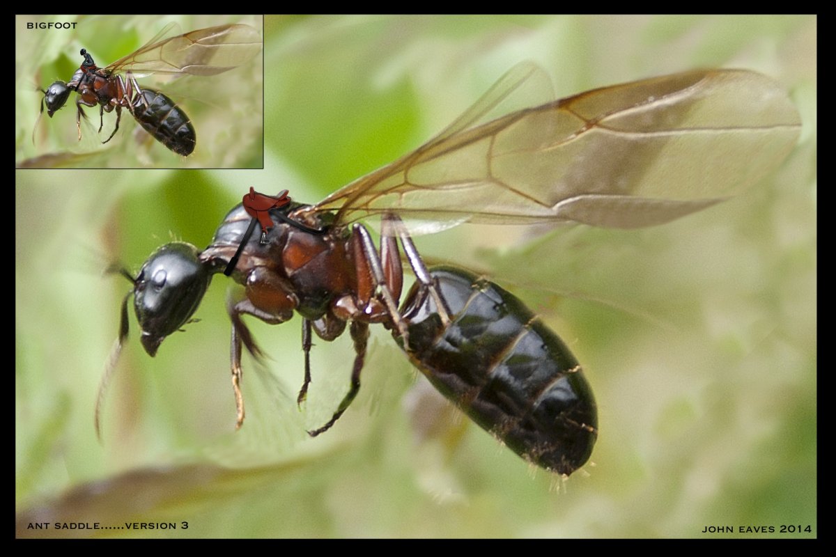 Женщина муравей