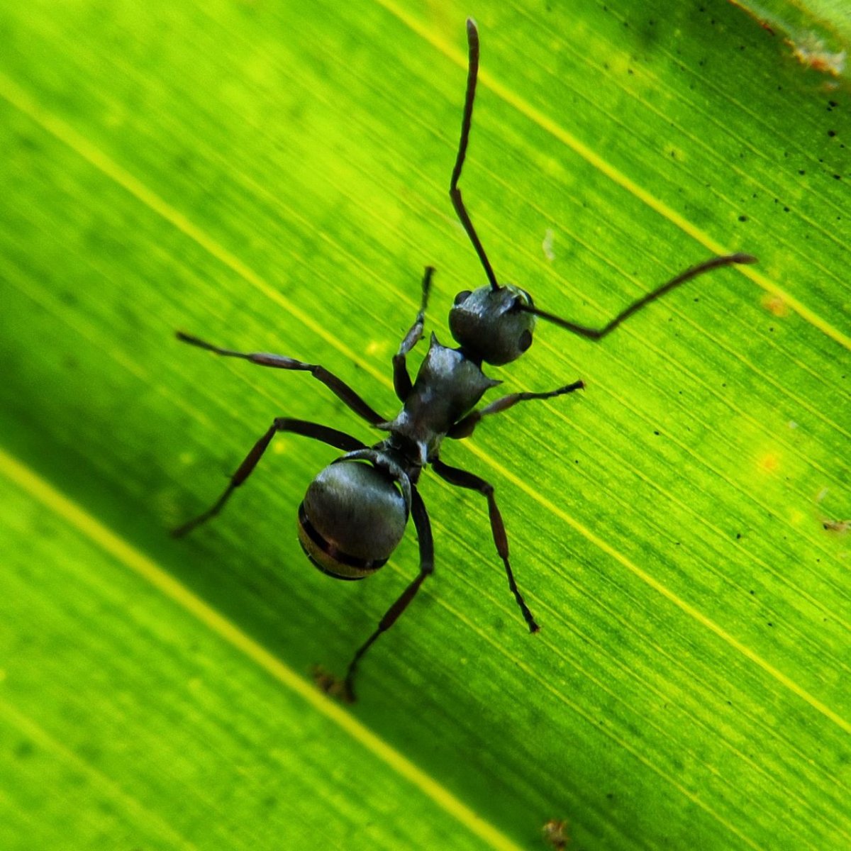 Зелёные обои на рабочий стол