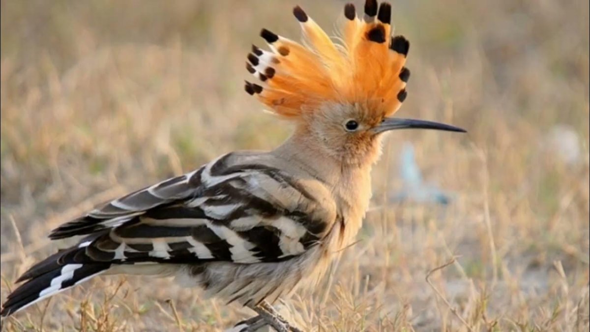 Удод Египет