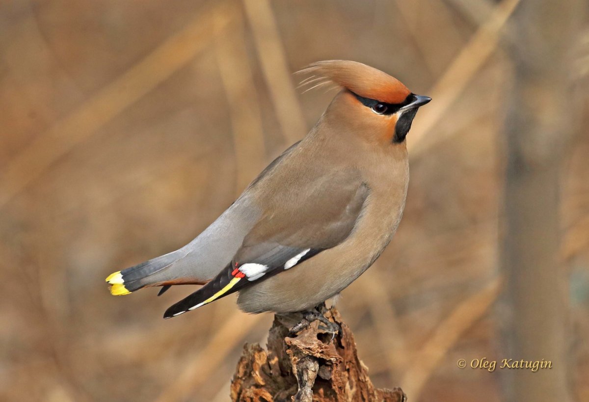 Дрозд с хохолком
