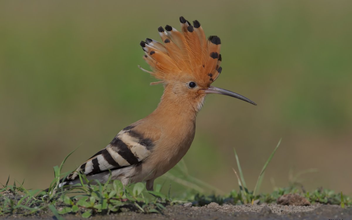 Удод Дальневосточный