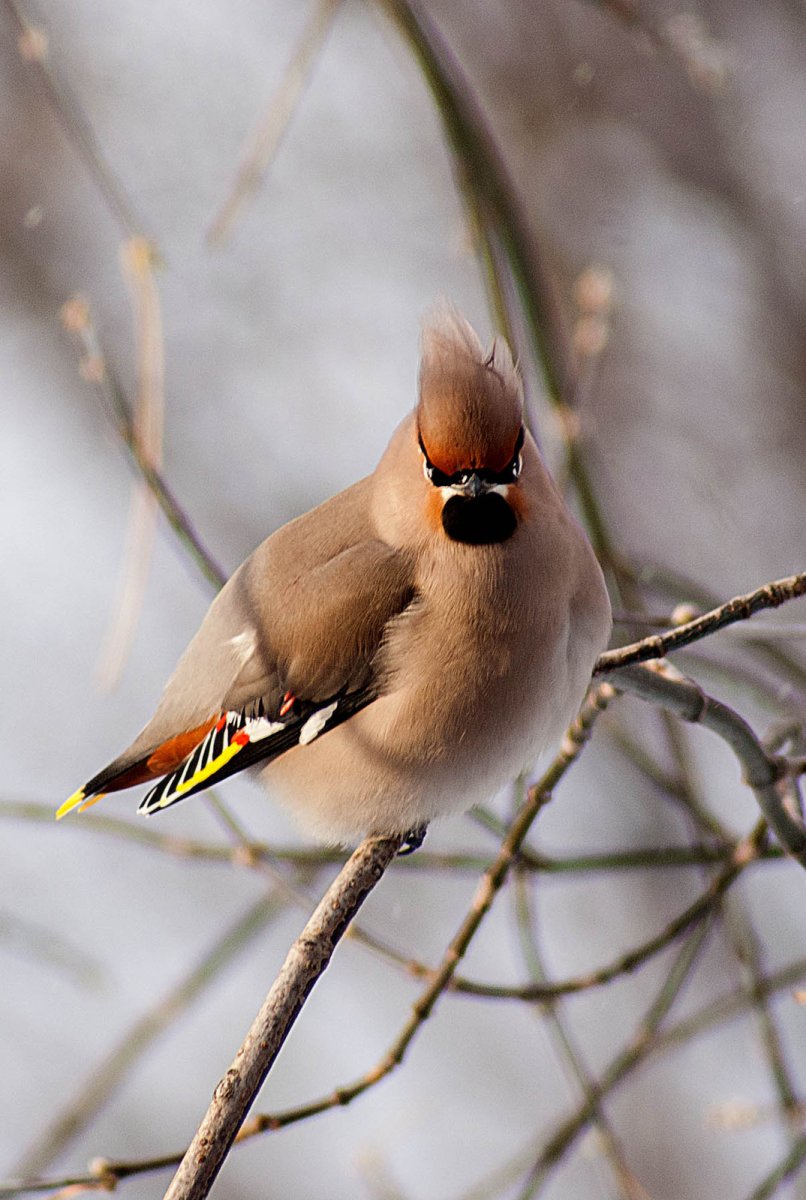 Хохлатая свиристель