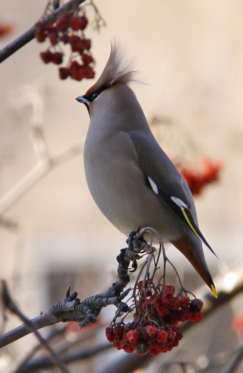 Хохлатая свиристель