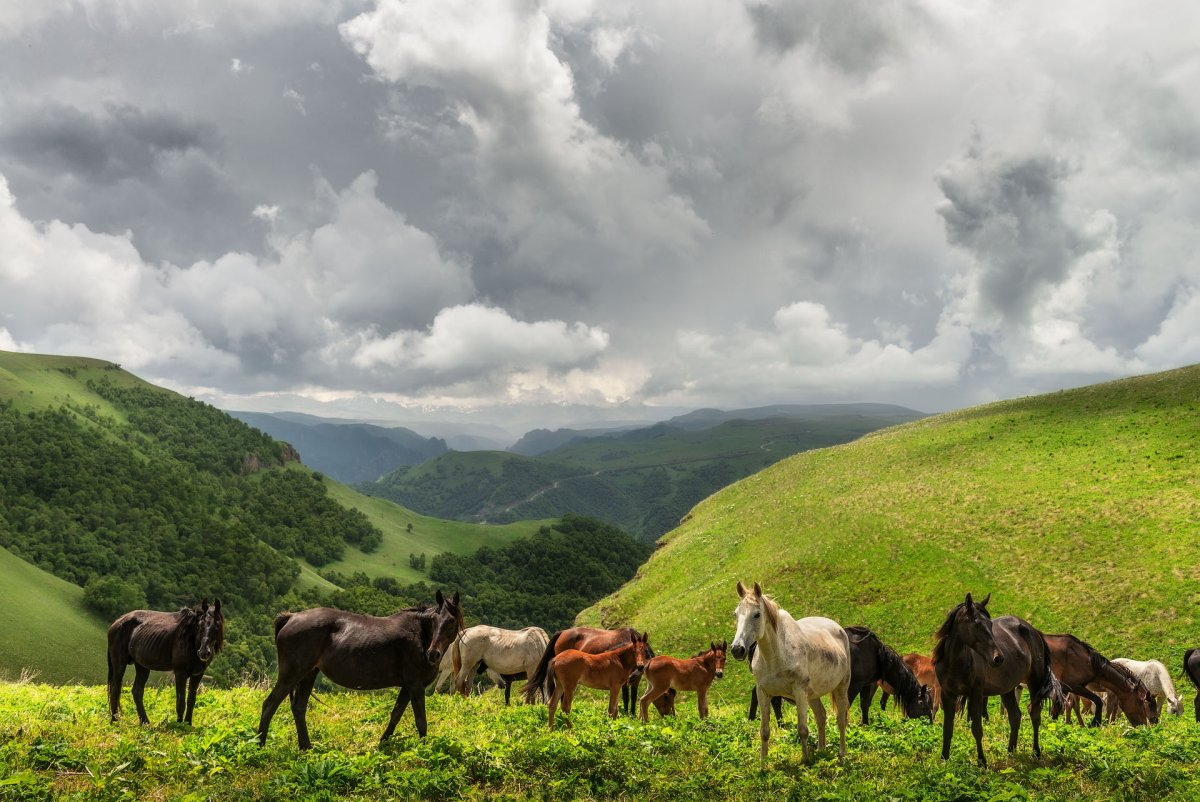 Казахстан пастбище Жайляу горы лошади