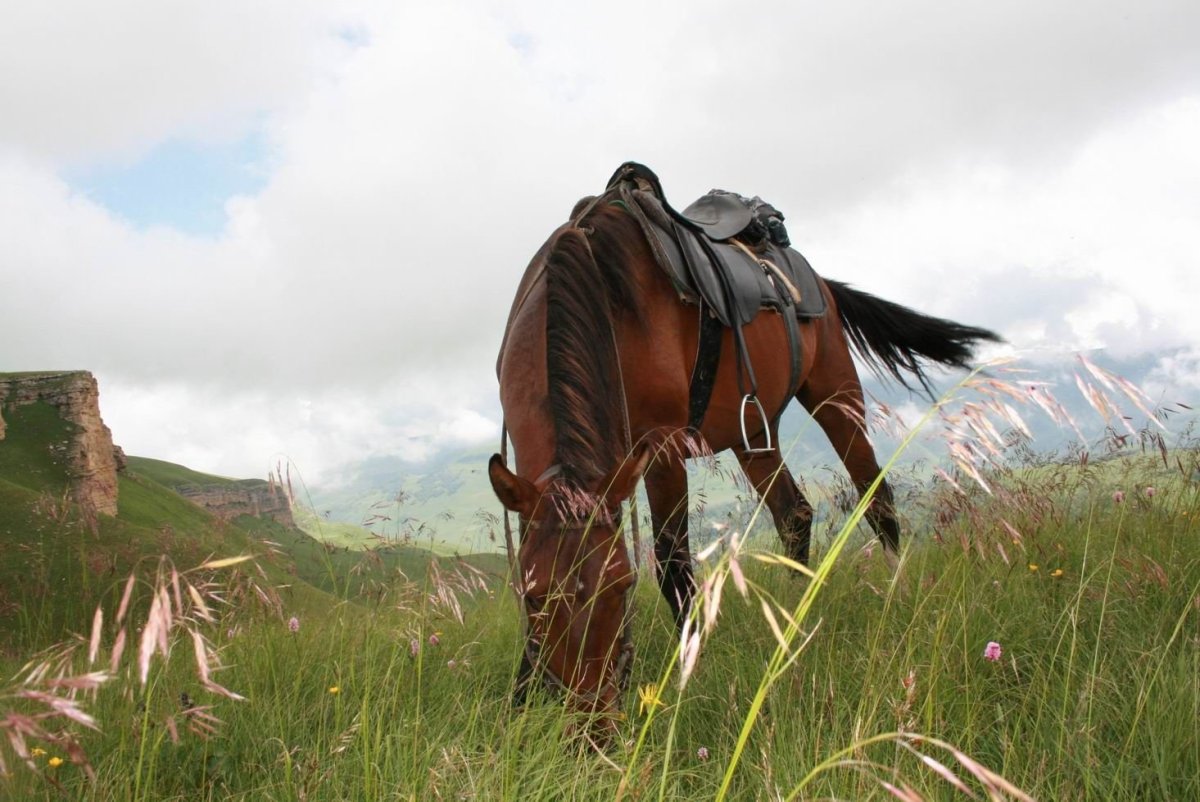 Всадник в горах