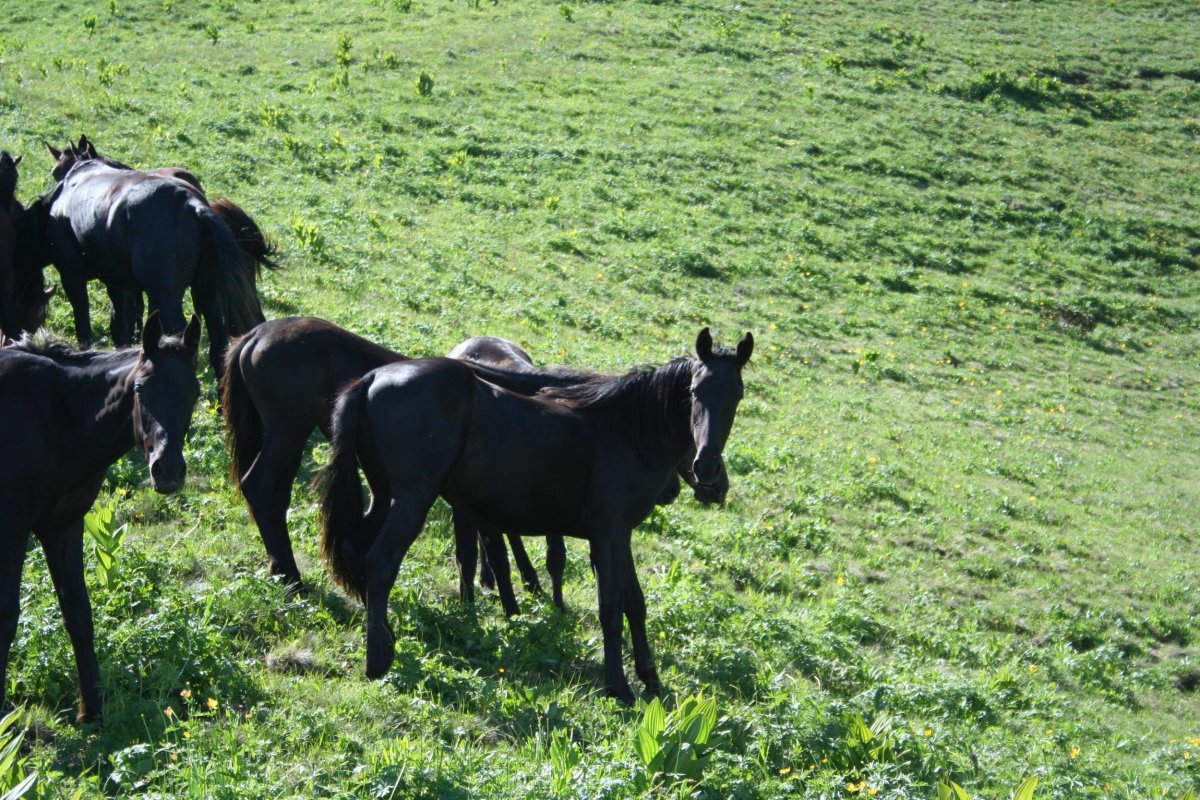 Табун лошадей карачаевской породы