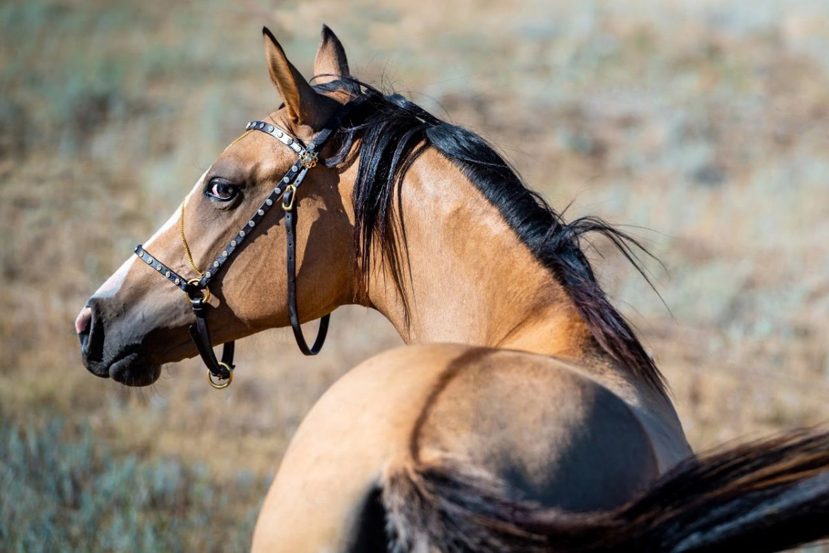 Гнедо саврасая масть