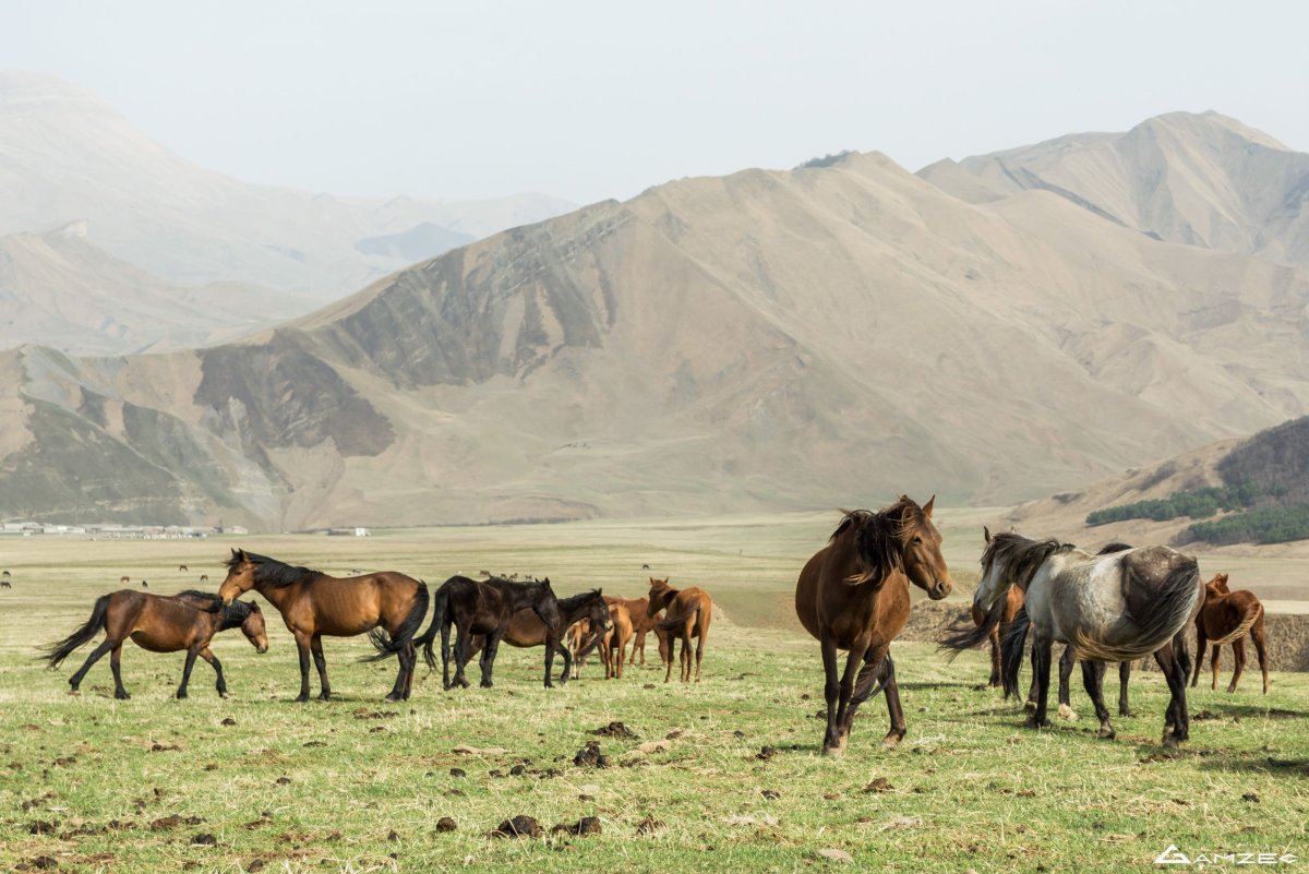 Табун лошадей Дагестан
