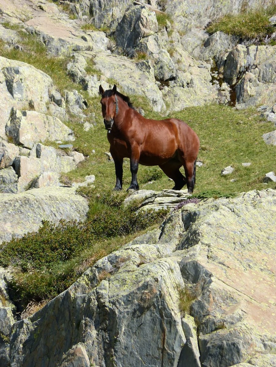 Лошади в горах