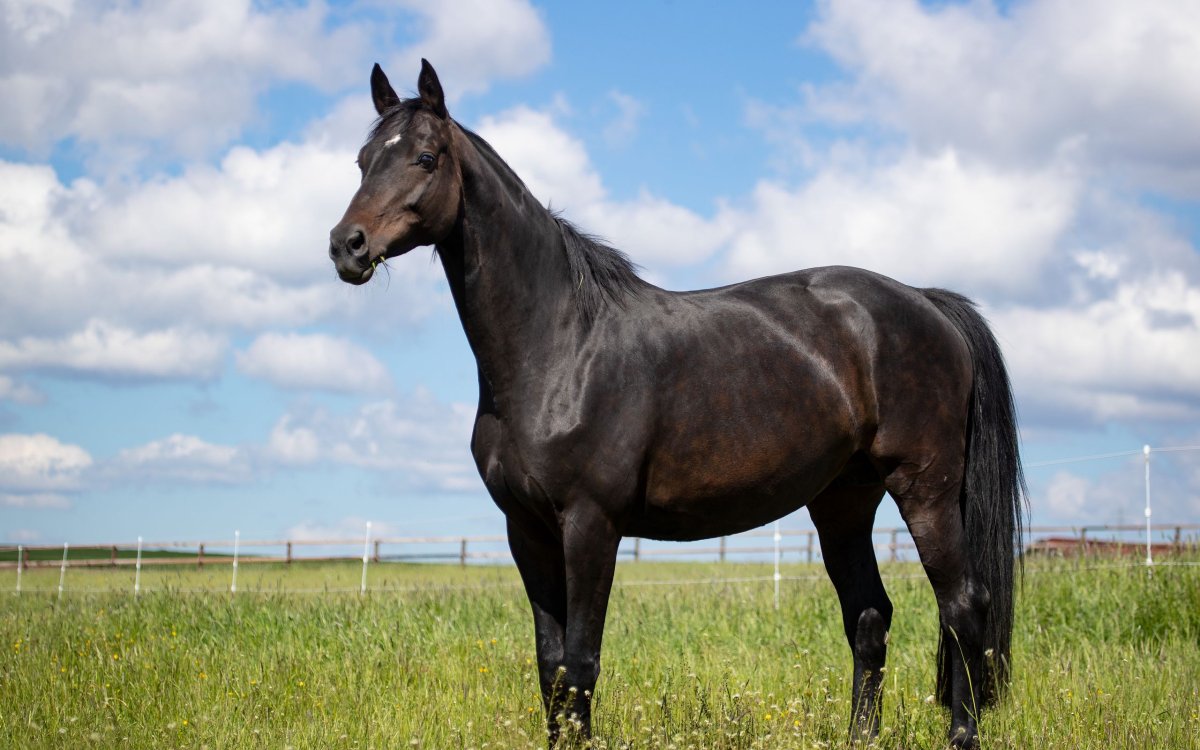 Черная лошадь обои