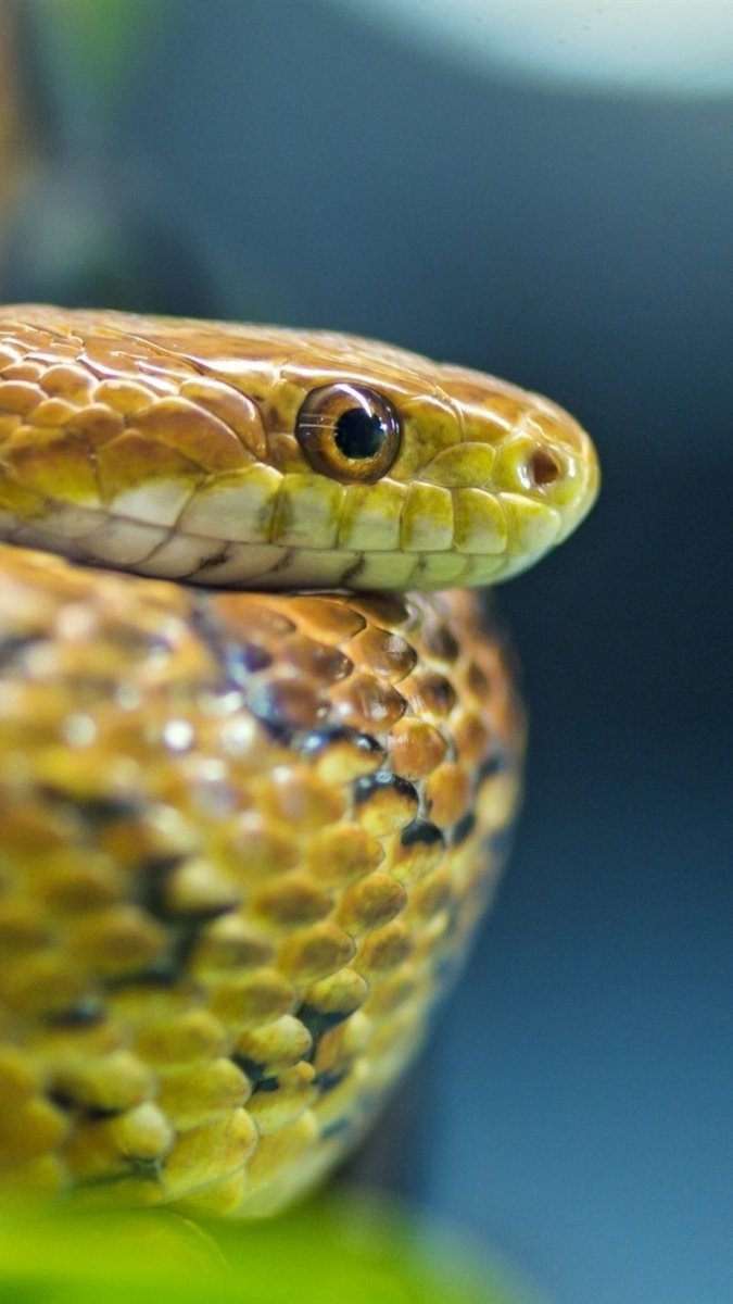 Полоз гадюка