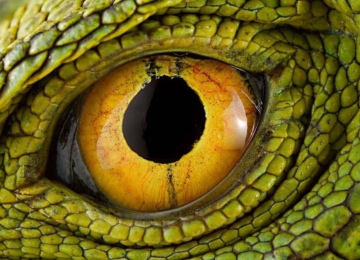 Глаз рептилии